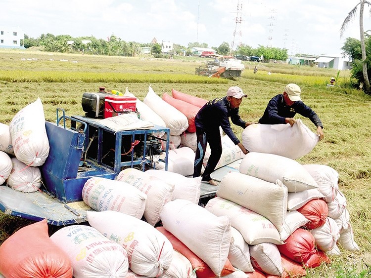 Dự báo xuất khẩu gạo tại việt nam 