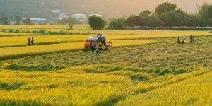 ban tin gao Viet Nam