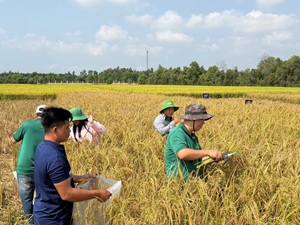 Rice Viet Nam News
