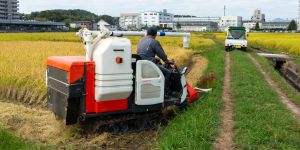 gia lua gao hom nay 17-04-2026