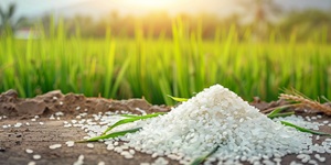 gia lua gao Viet Nam