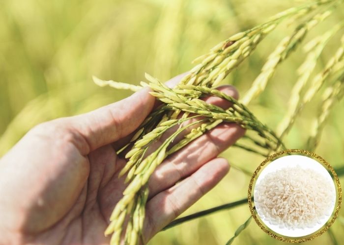 VietNamRicePrices today