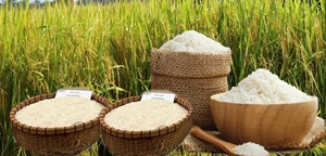 gia lua gao Vn 08-04-2026