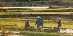 Gia gao xuat khau cac nuoc