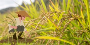 gia gau xuat khau cac nuoc VFA