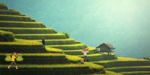 VN_ExportRicePrices_VFA