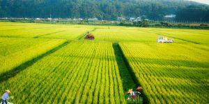 VN_ExportRicePrices 300626