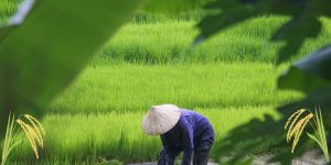 gia lua gao noi dia Viet Nam