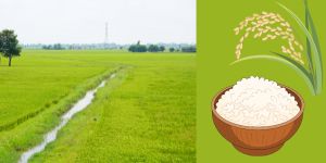 VFA_ExportRicePrices (3)