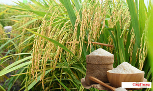 lua-gao-115-1-thanh-minh-09463464